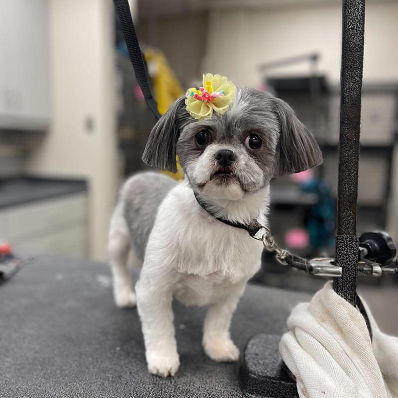 A pup after a grooming A pup after a grooming