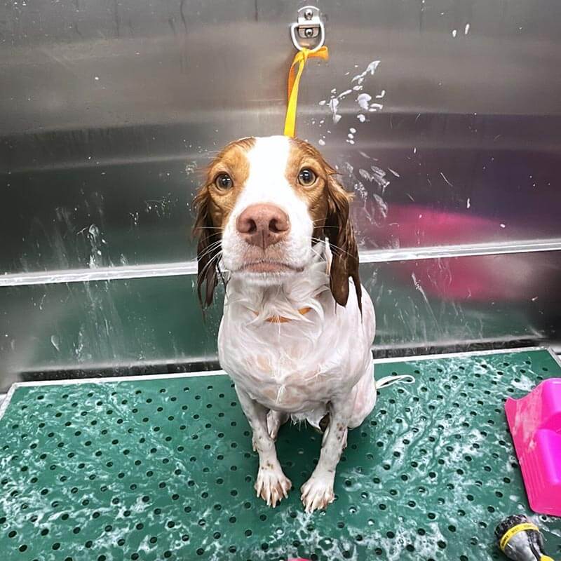 A dog being bathed A dog being bathed