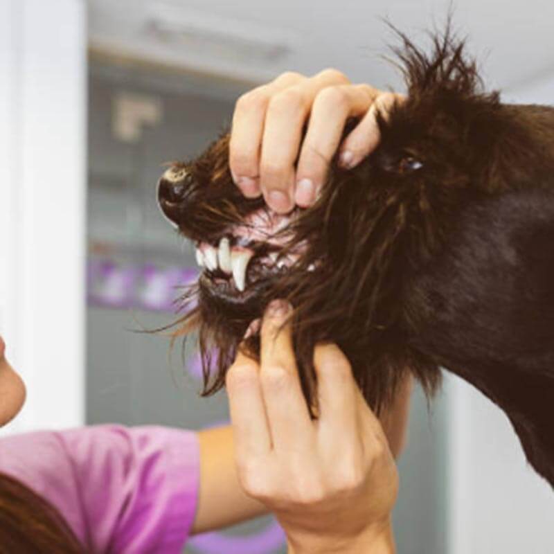 A dog having teeth inspected A dog having teeth inspected