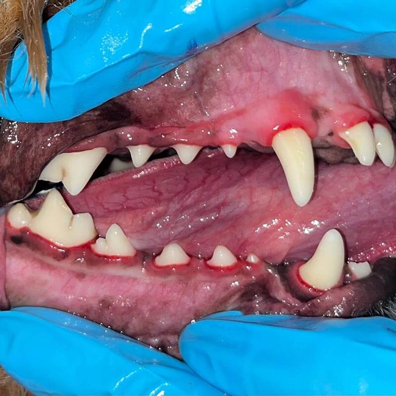 A dog's teeth after cleaning A dog's teeth after cleaning