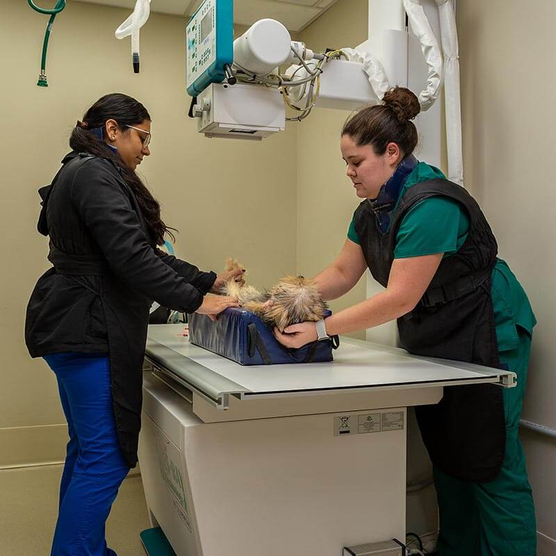 A dog being x-rayed A dog being x-rayed