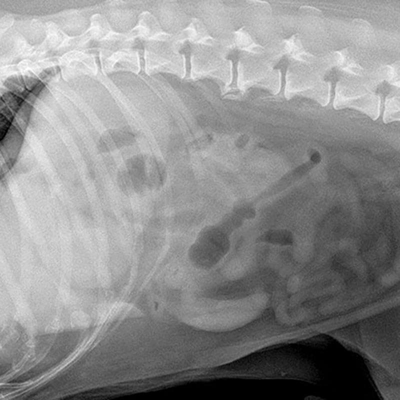 An x-ray of a dog's abdomen An x-ray of a dog's abdomen