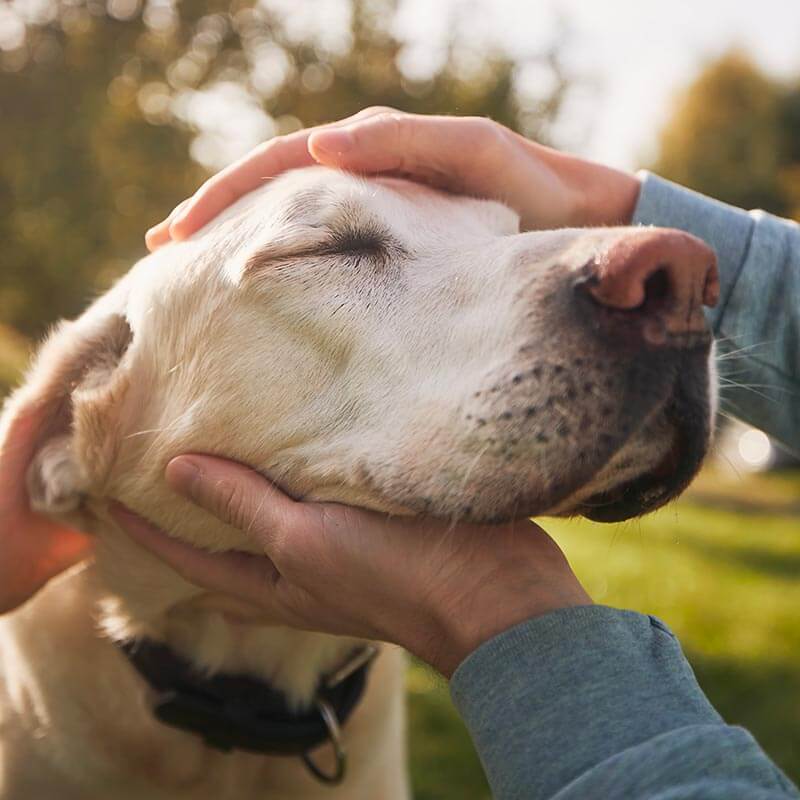 An old dog being comforted An old dog being comforted