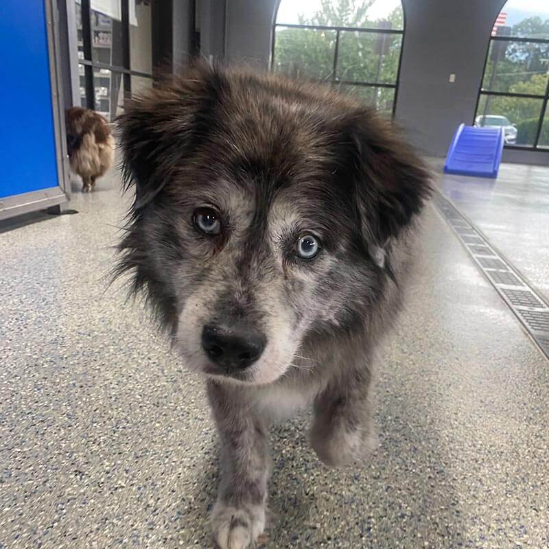 A heterochromic pup A heterochromic pup