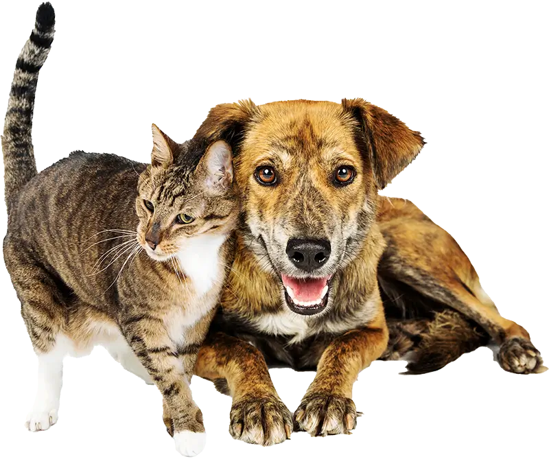 Cat and dog together