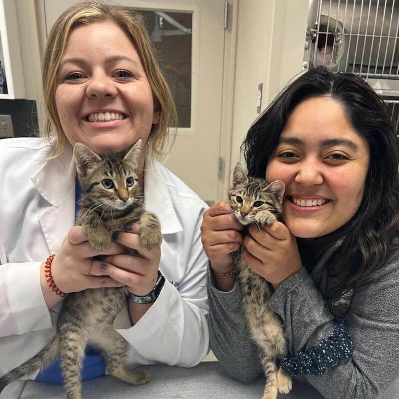 Our team cuddling feline patients Our team cuddling feline patients