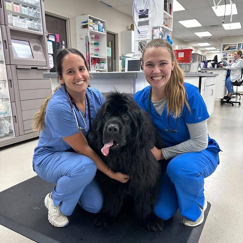 A black Great Pyrenees with their team members A black Great Pyrenees with their team members