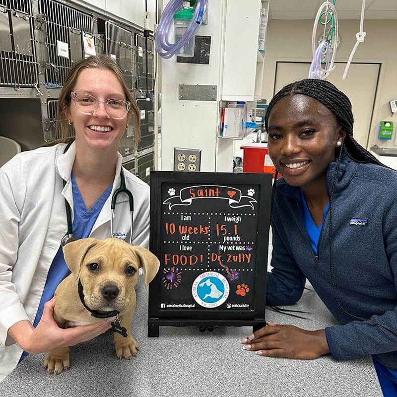 Some of our staff with a puppy patient Some of our staff with a puppy patient