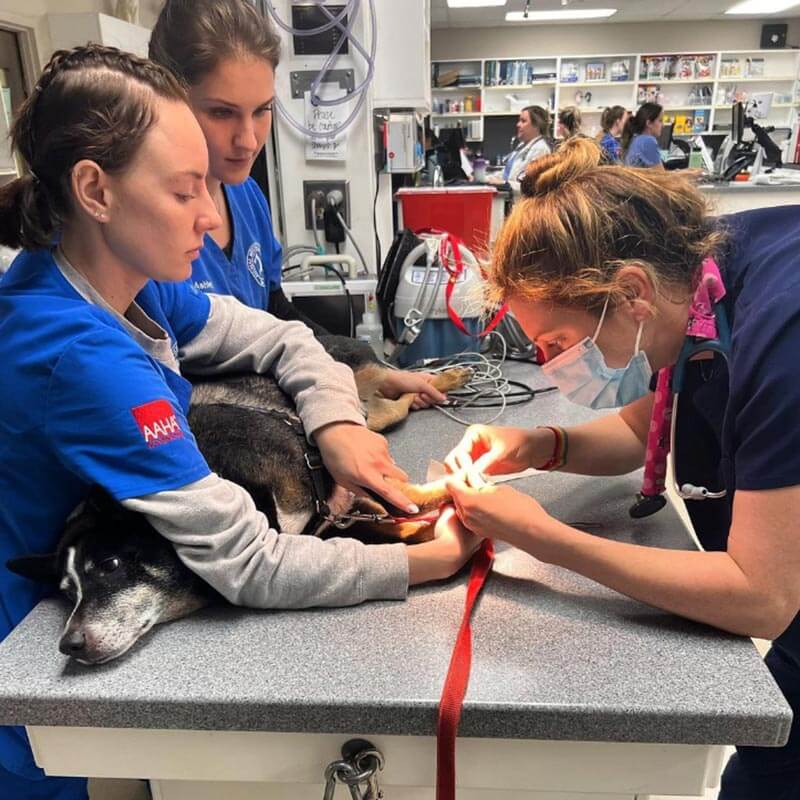 Some of our team treating a dog Some of our team treating a dog