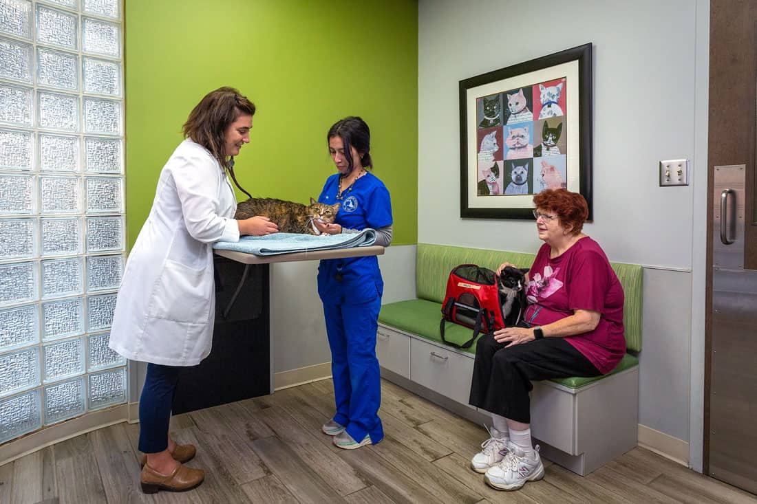 Animal Medical Hospital cat wellness exam Animal Medical Hospital cat wellness exam