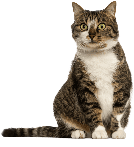 Fluffy tabby cat Fluffy tabby cat