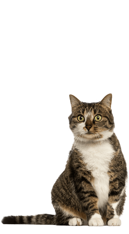 Fluffy tabby cat Fluffy tabby cat