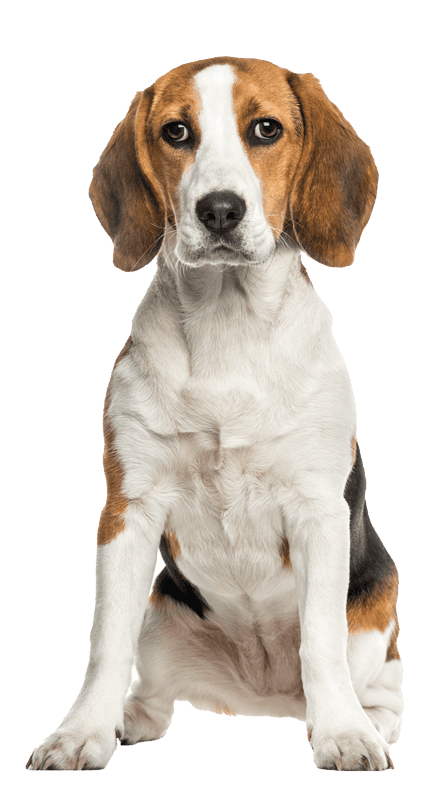 Beagle dog Beagle dog