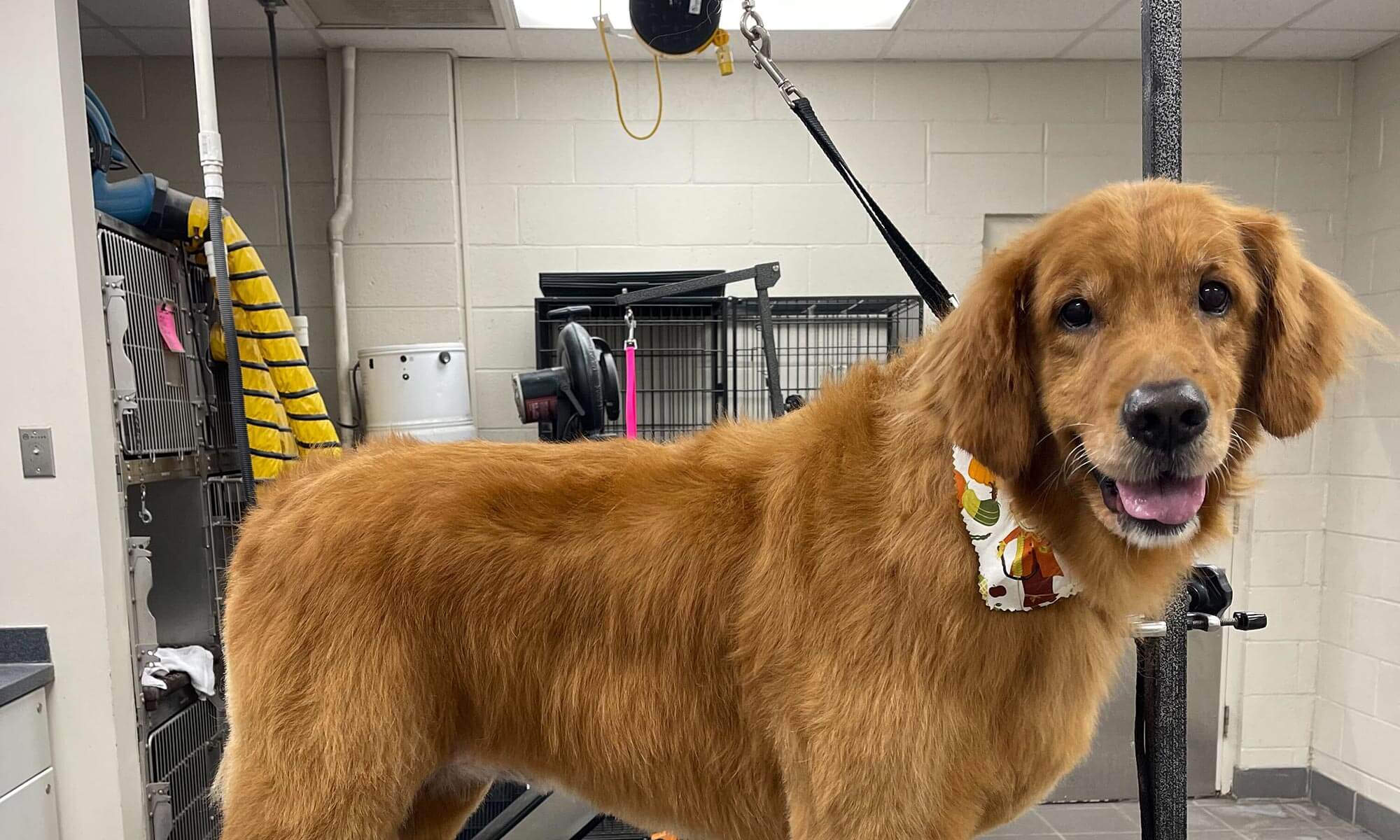 A golden retriever after being groomed