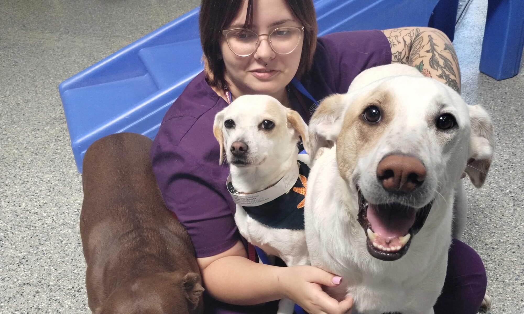 A group of dogs at our day camp.