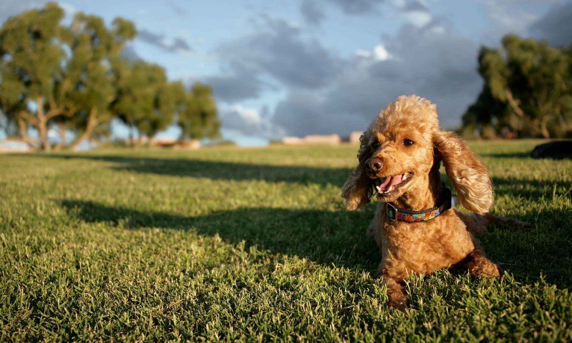 A poodle out on a lawn