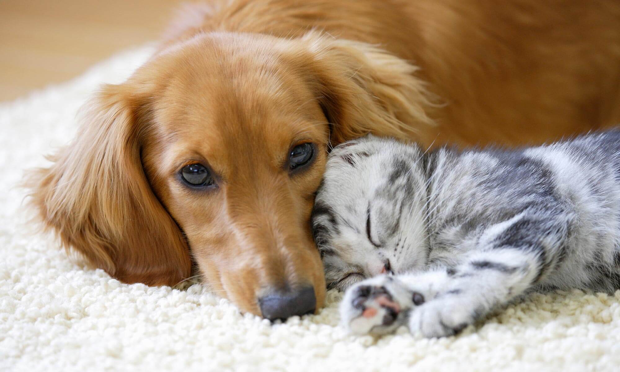 A dog and cat cuddling