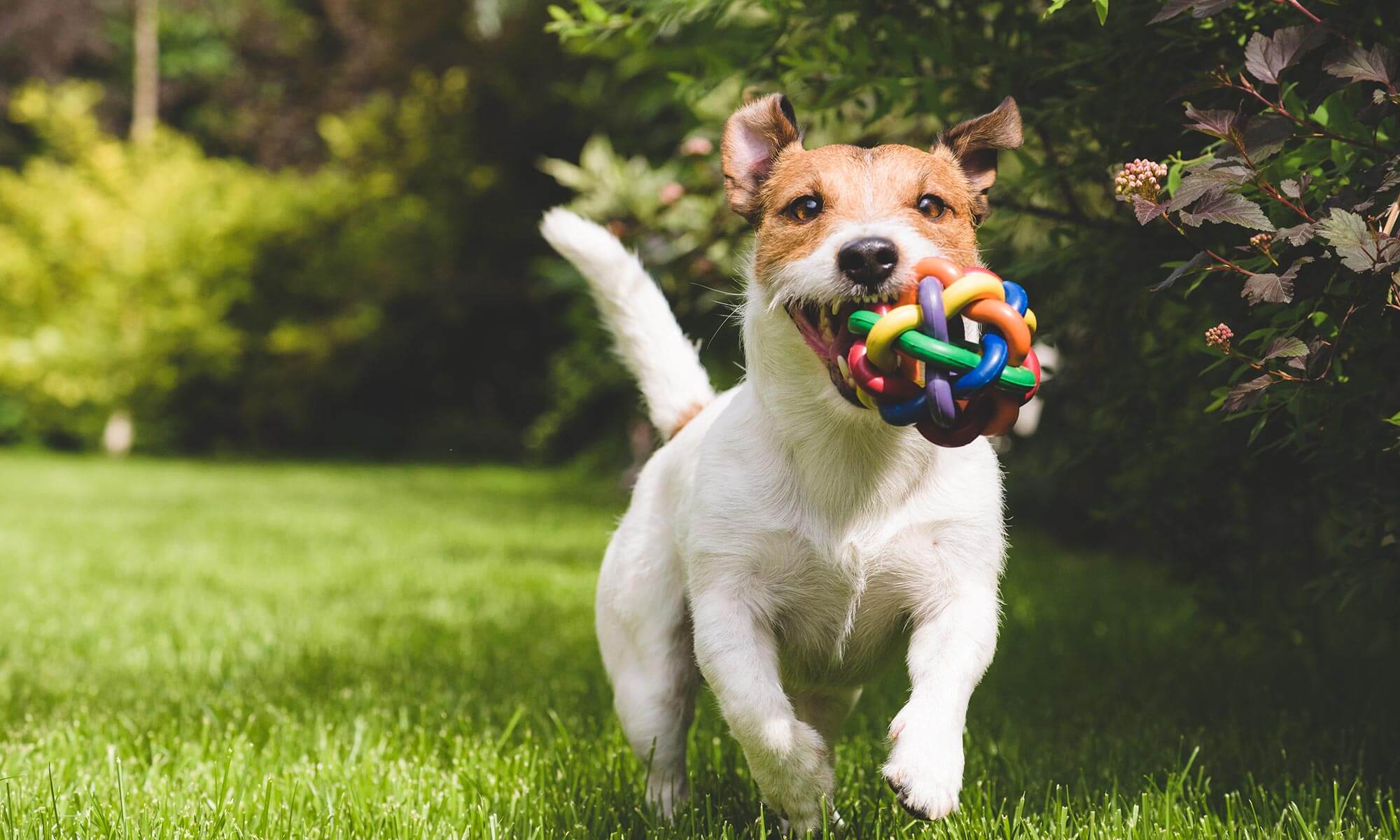 A dog running with a toy