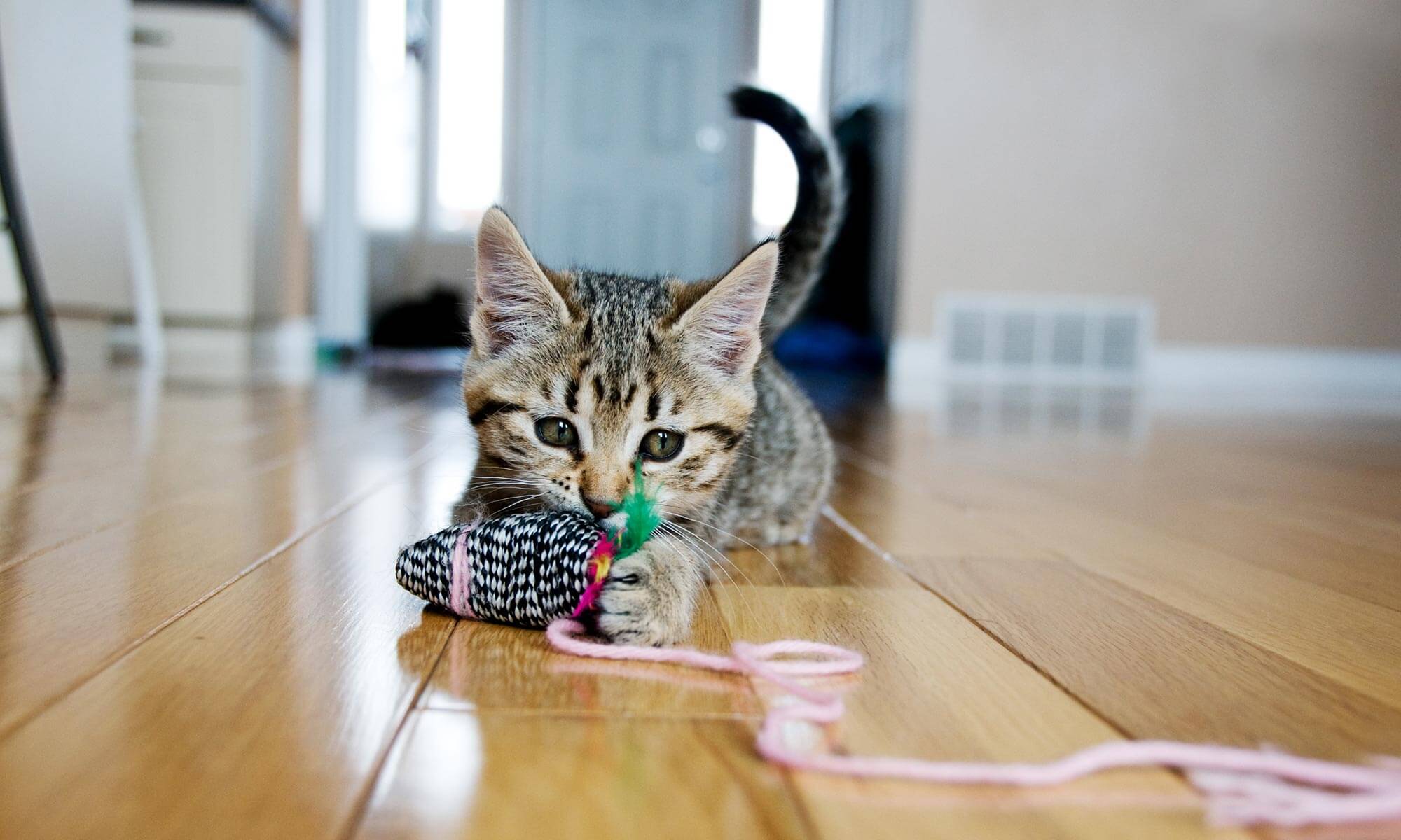 A cat with a toy