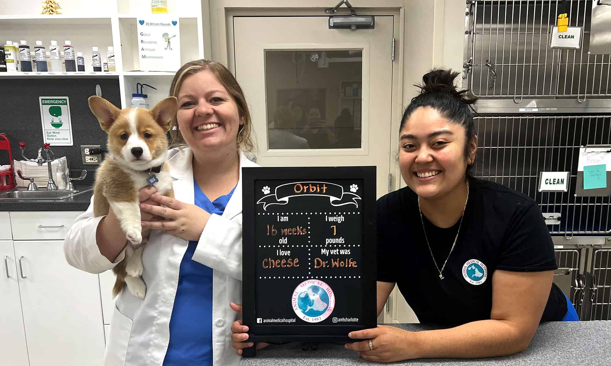 A puppy in for a checkup